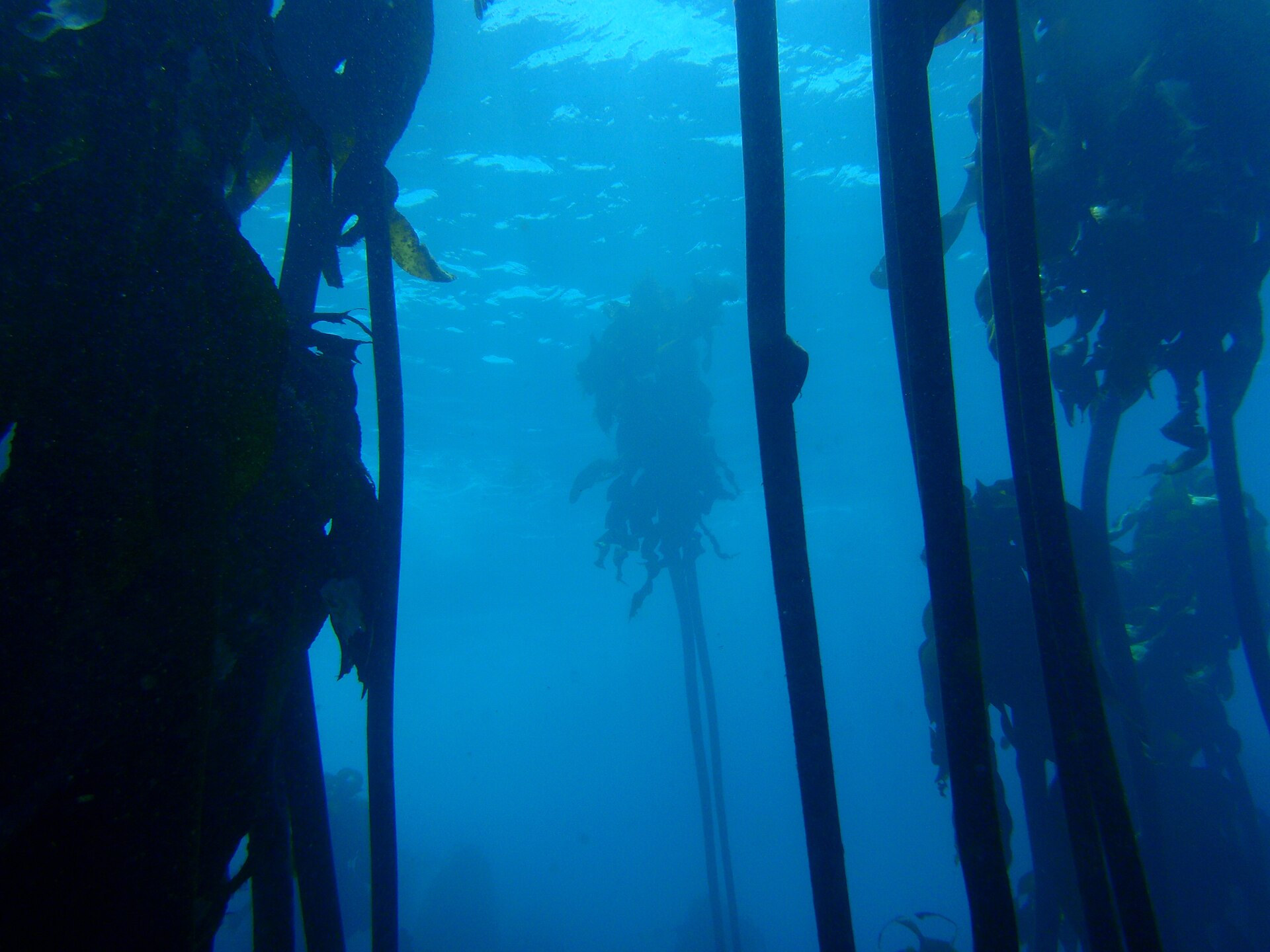 Kelp forest at Strawberry Rocks PC013138